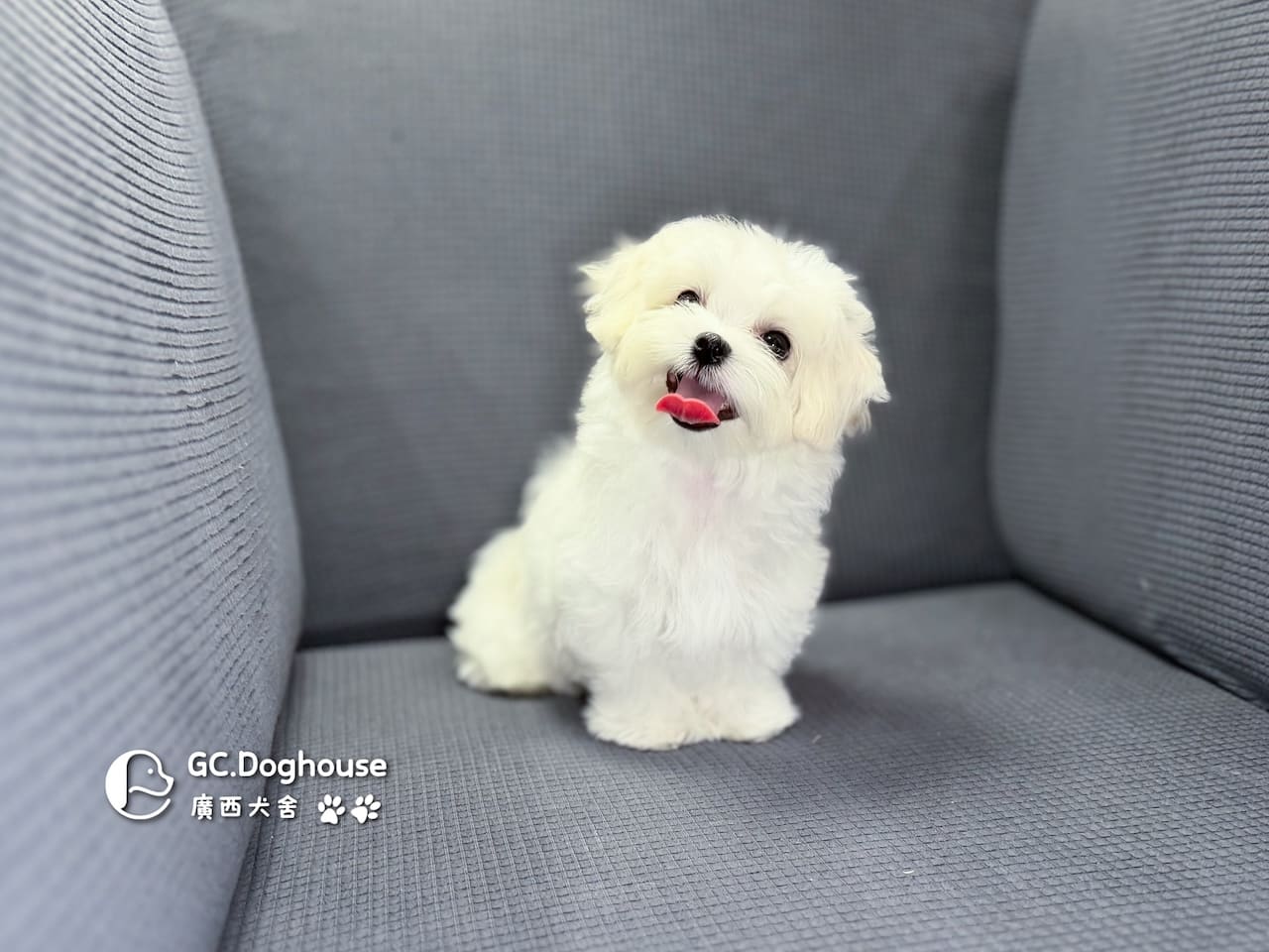 迷你型瑪爾濟斯-弟弟(5748):圖片 5