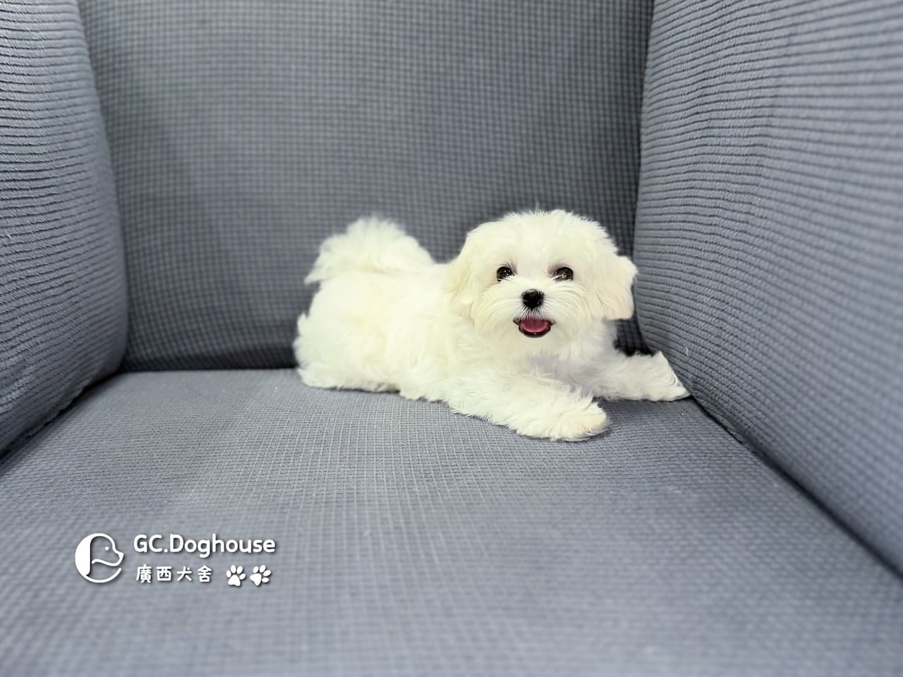 迷你型瑪爾濟斯-弟弟(5748):圖片 6