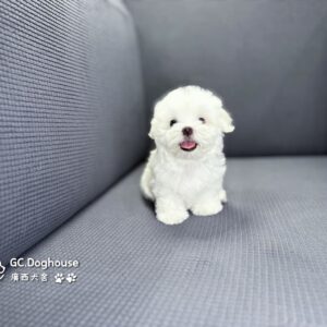 迷你型瑪爾濟斯-弟弟(6063)