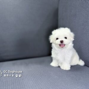 迷你型瑪爾濟斯-妹妹(6064)