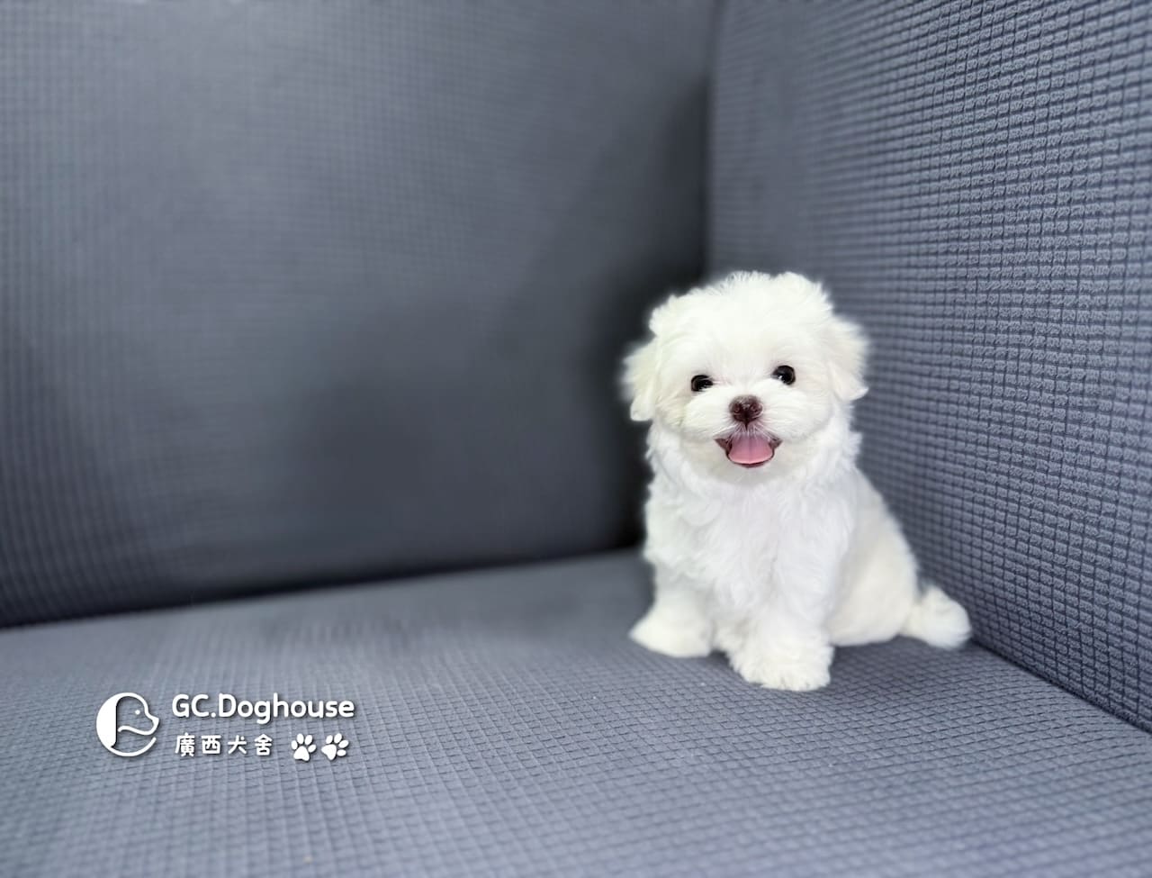 迷你型瑪爾濟斯-妹妹(6064)