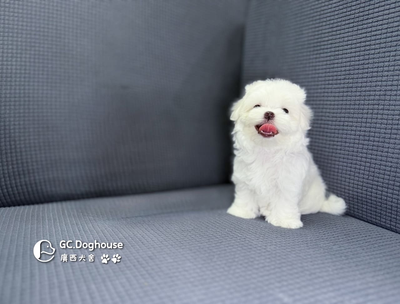 迷你型瑪爾濟斯-妹妹(6064):圖片 2