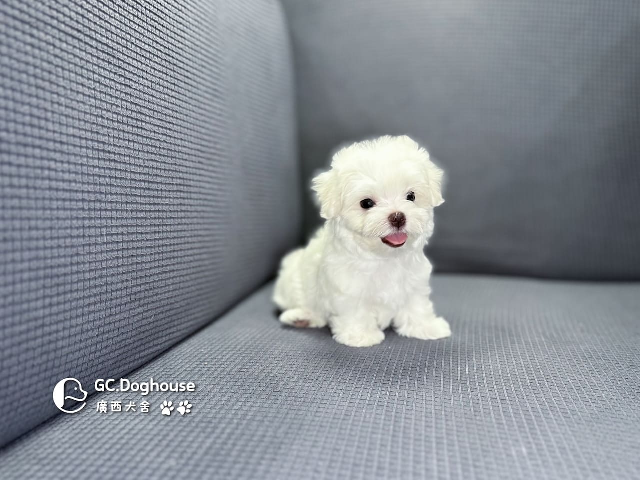 迷你型瑪爾濟斯-妹妹(6064):圖片 11