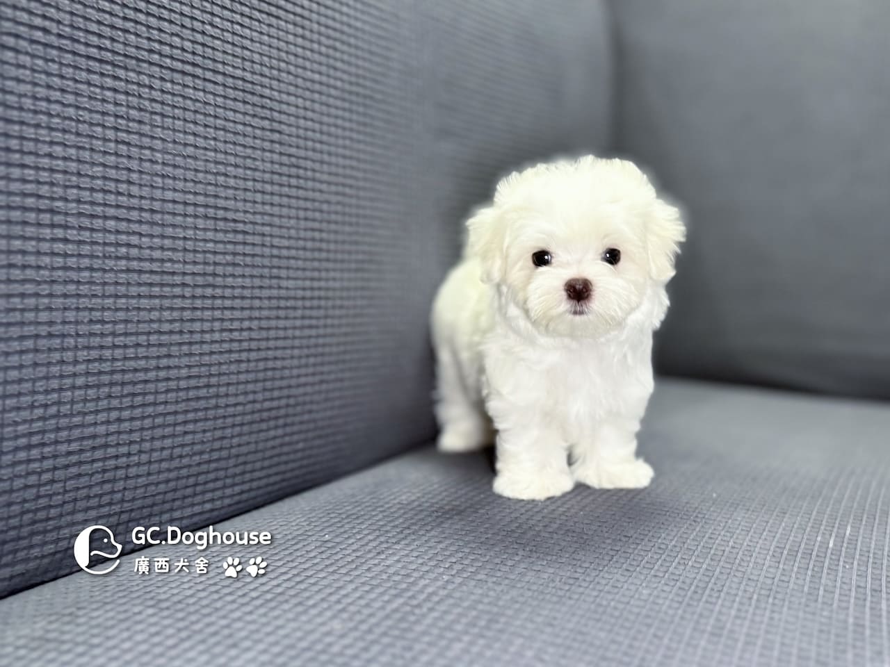 迷你型瑪爾濟斯-妹妹(6064):圖片 10