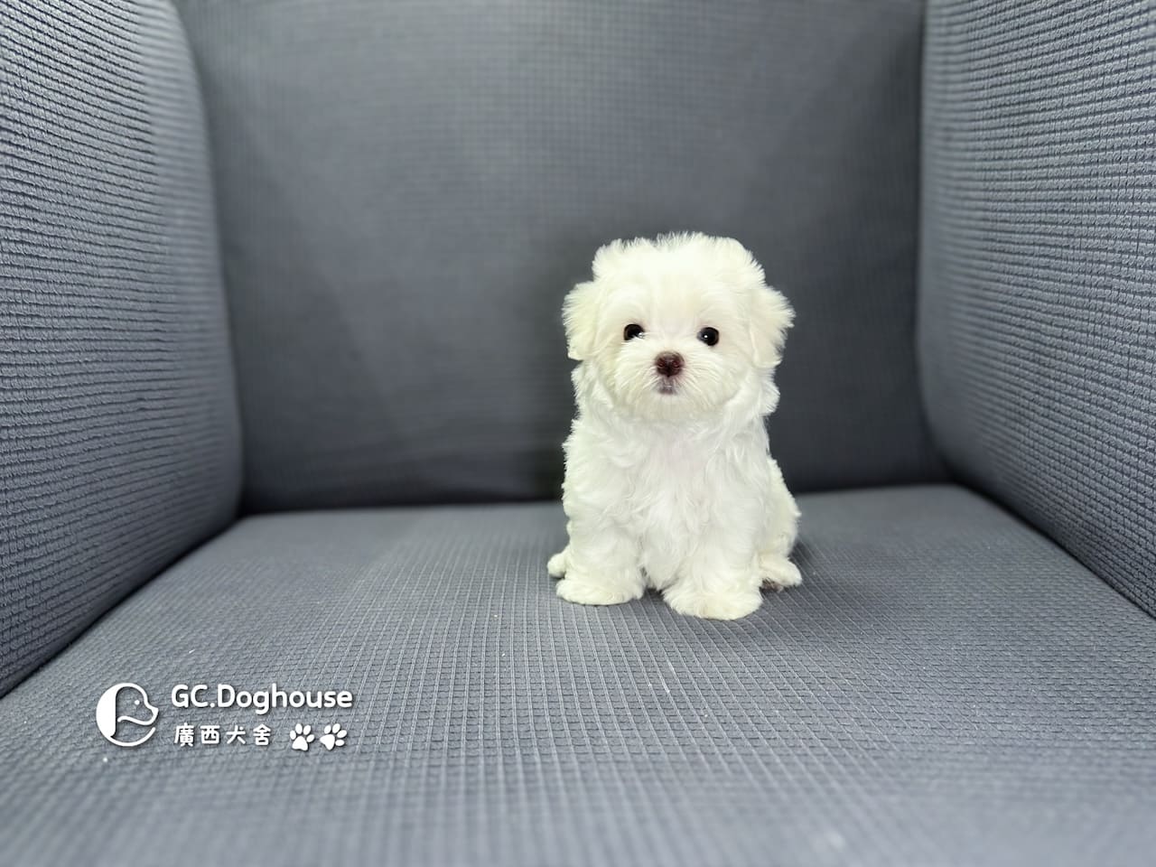 迷你型瑪爾濟斯-妹妹(6064):圖片 6