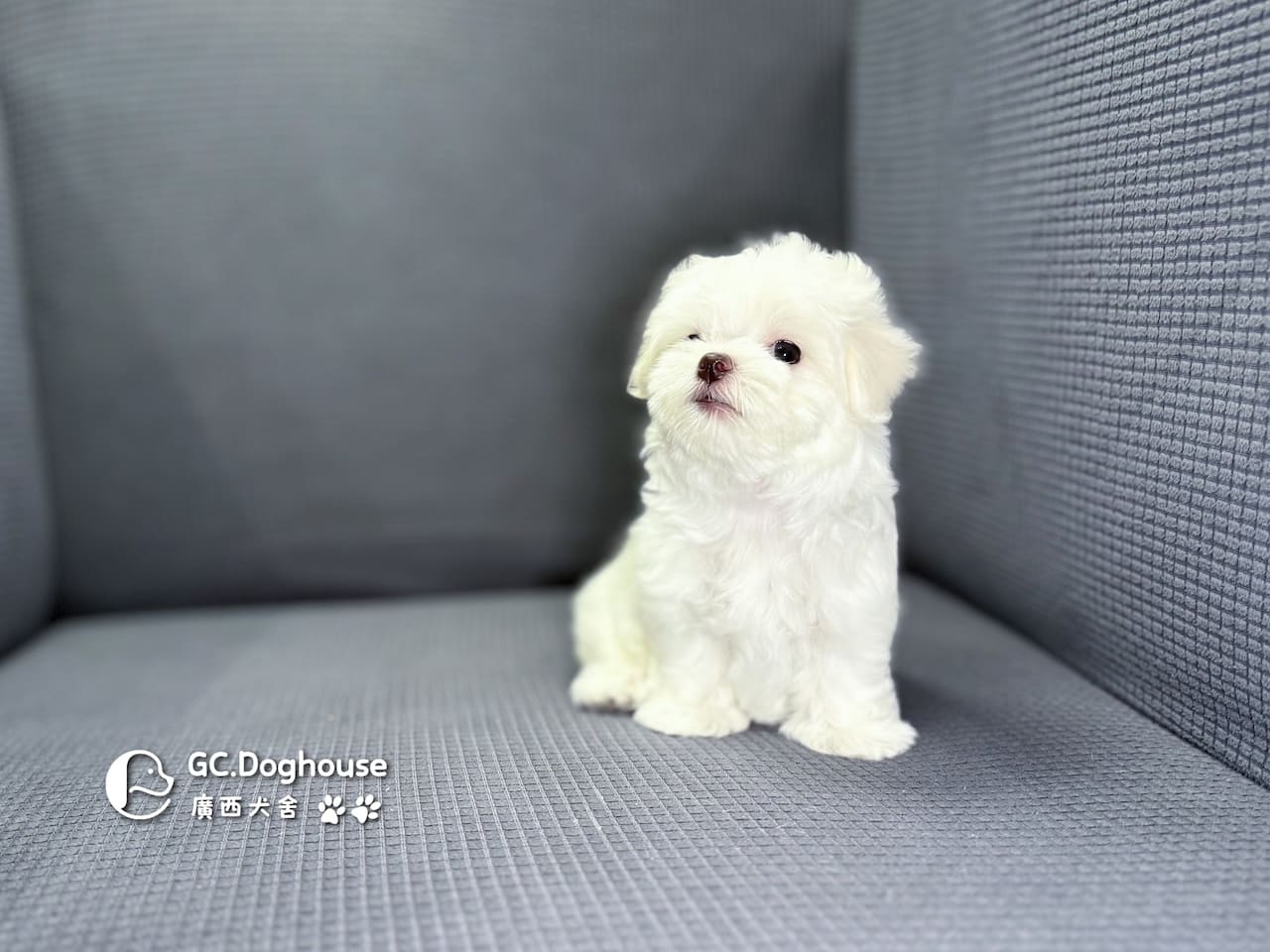 迷你型瑪爾濟斯-妹妹(6064):圖片 5