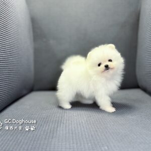 茶杯型白博美-妹妹 (6055)