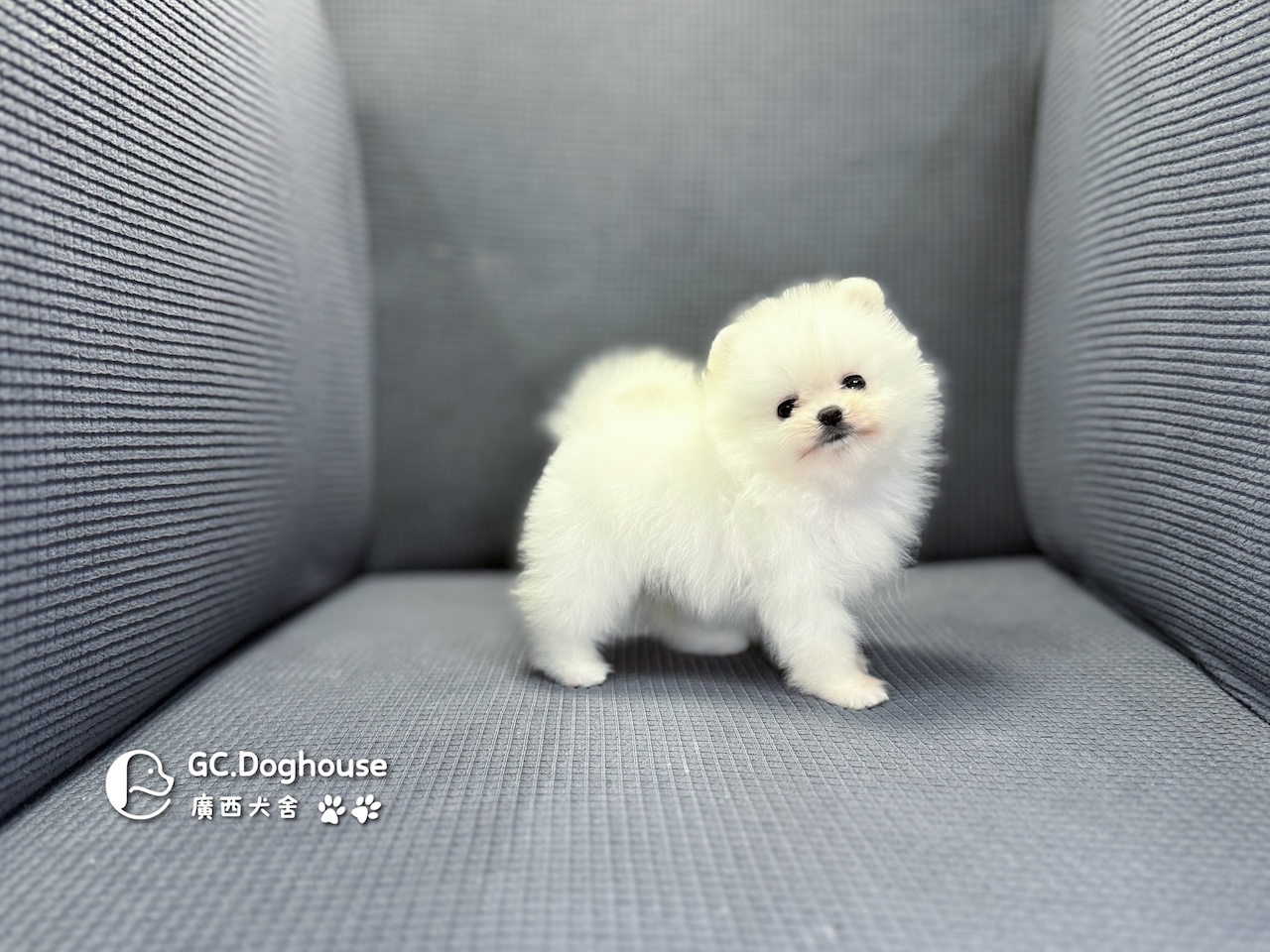 茶杯型白博美-妹妹 (6055)