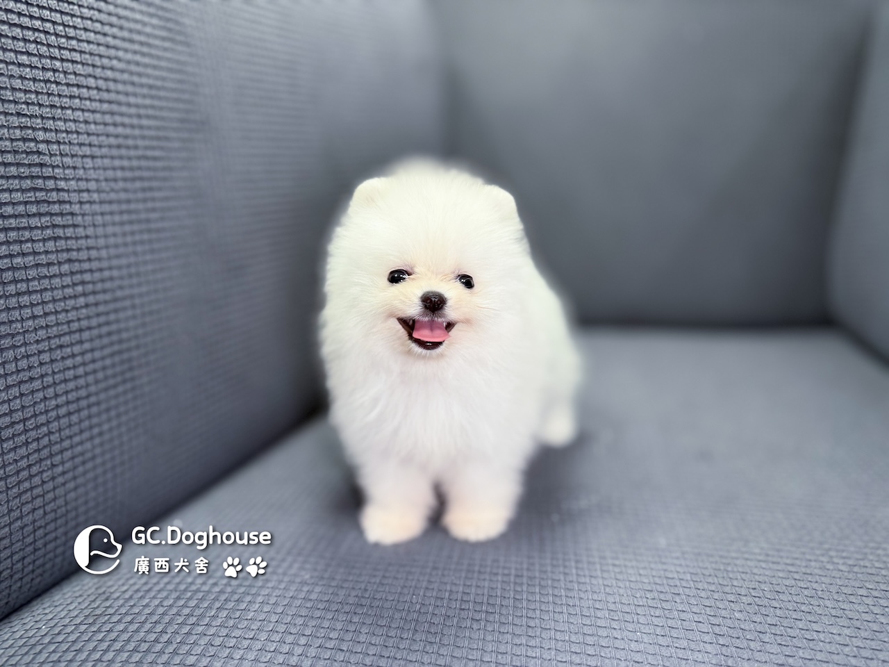 茶杯型白博美-妹妹 (6055):圖片 5