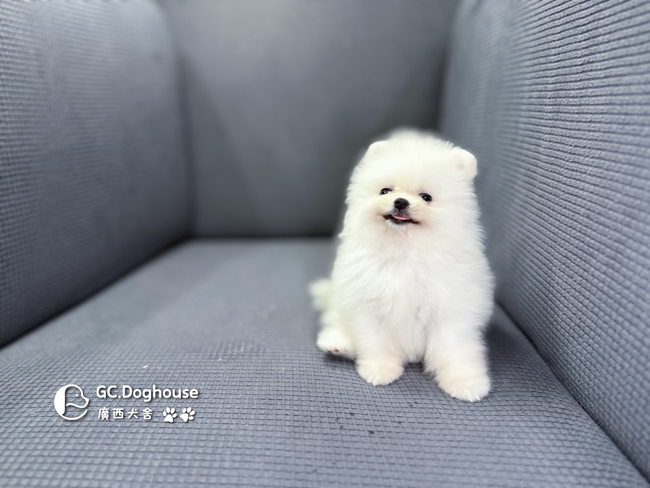 茶杯型白博美-妹妹 (6055):圖片 4