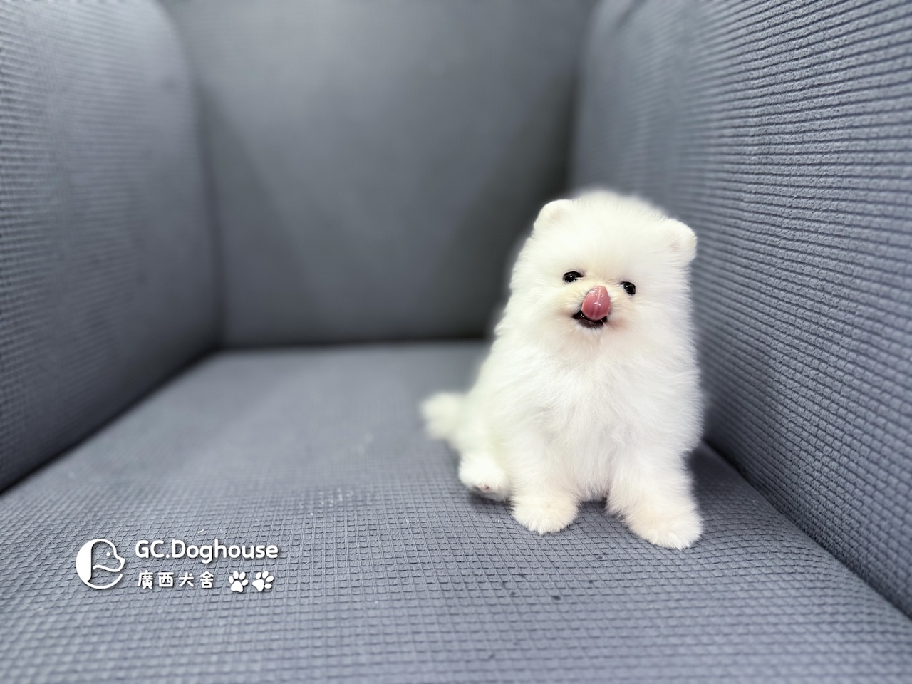 茶杯型白博美-妹妹 (6055):圖片 3