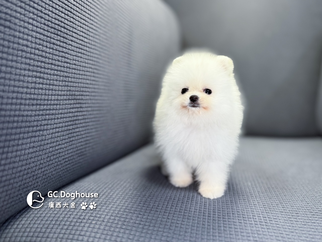 茶杯型白博美-妹妹 (6055):圖片 2