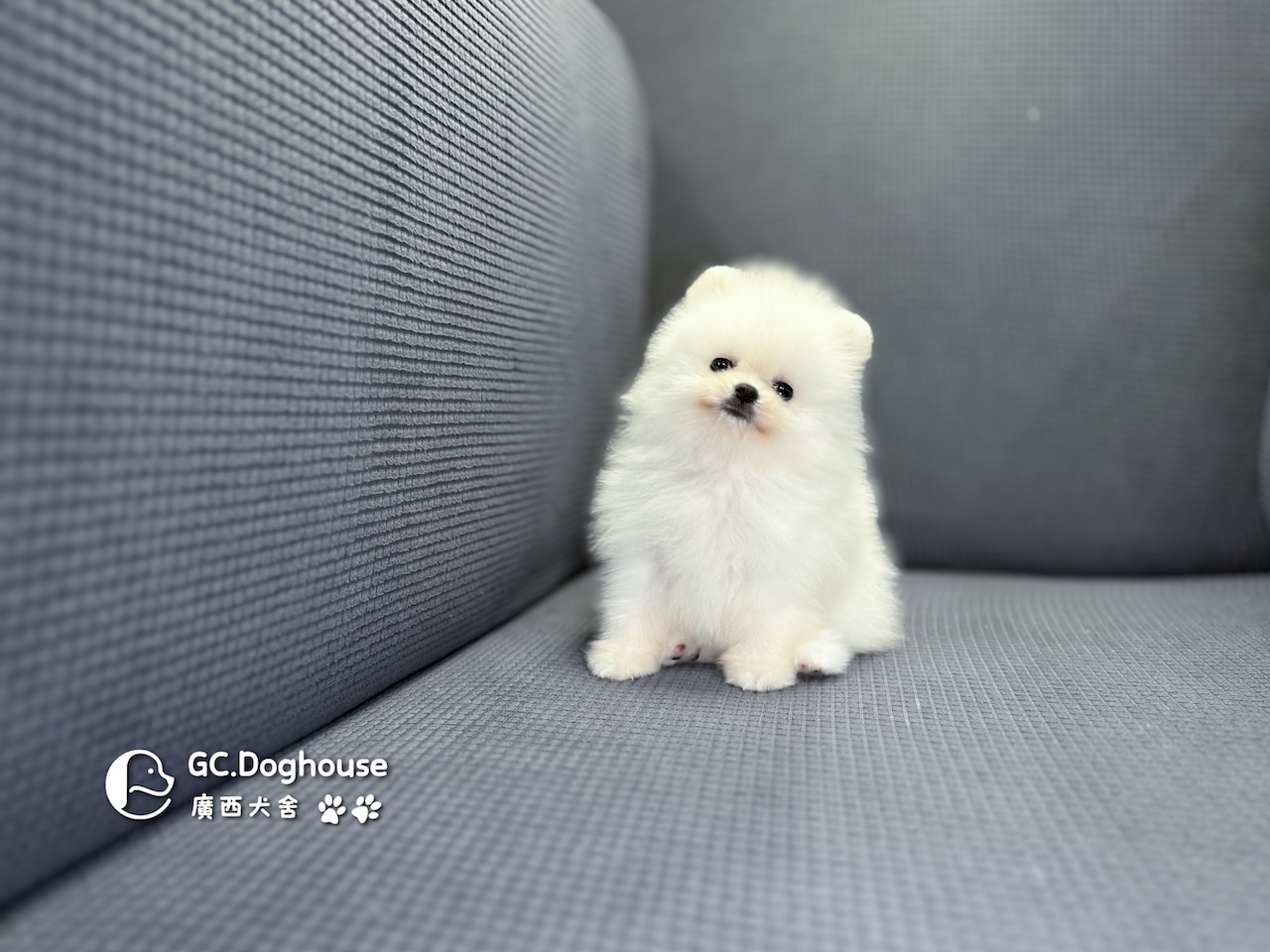 茶杯型白博美-妹妹 (6055):圖片 12