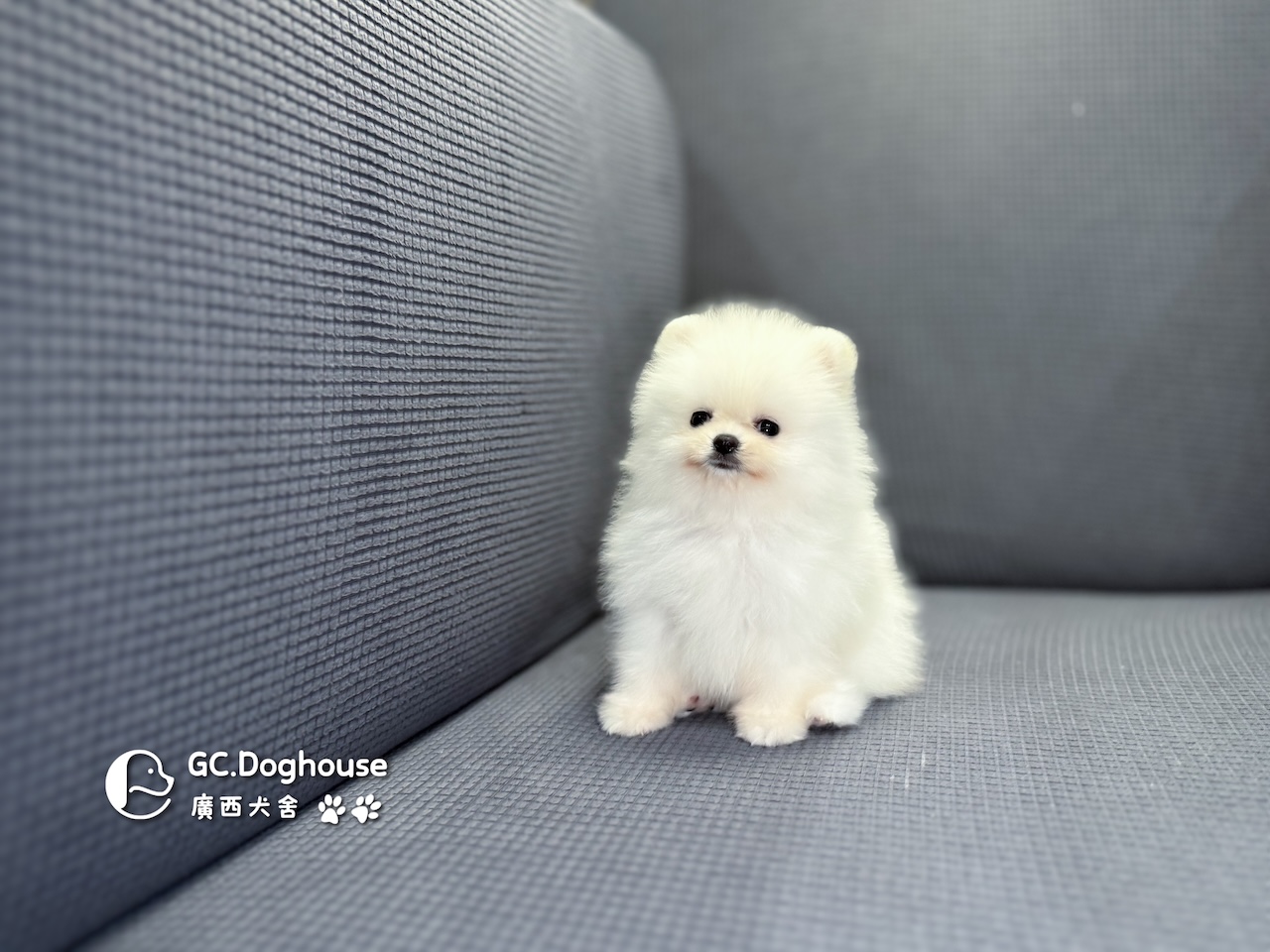 茶杯型白博美-妹妹 (6055):圖片 11