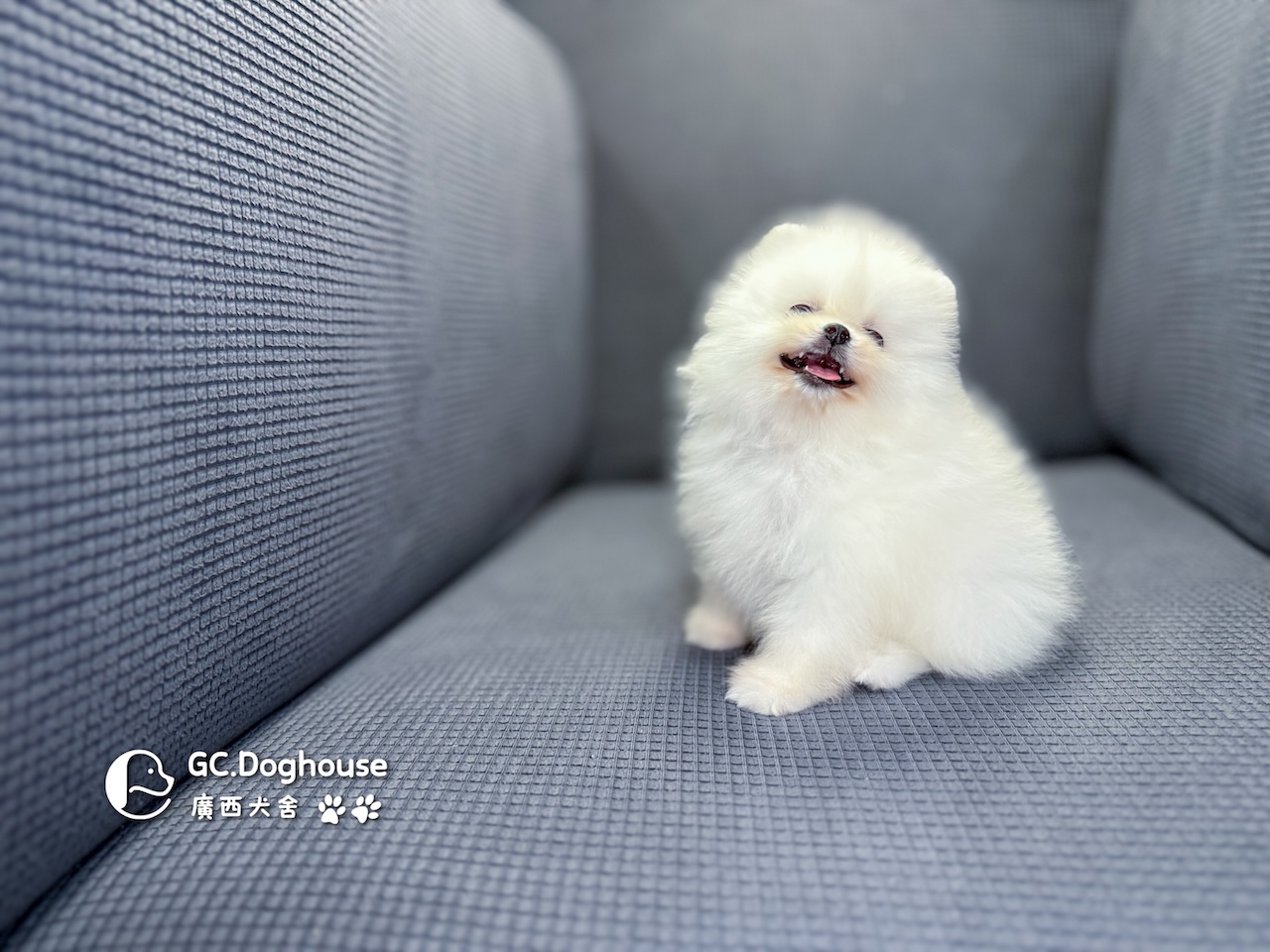 茶杯型白博美-妹妹 (6055):圖片 10