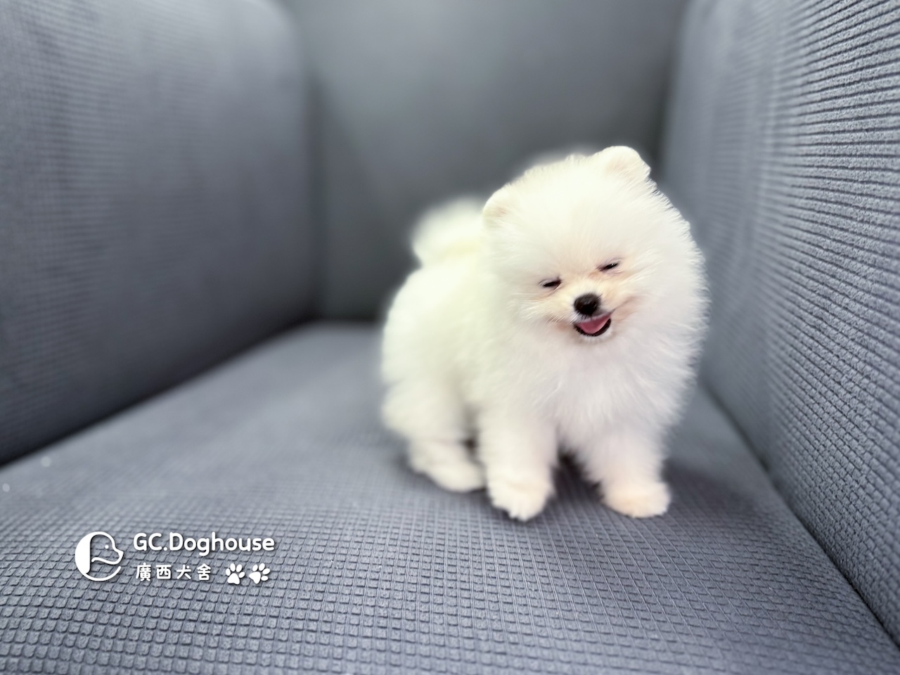 茶杯型白博美-妹妹 (6055):圖片 8