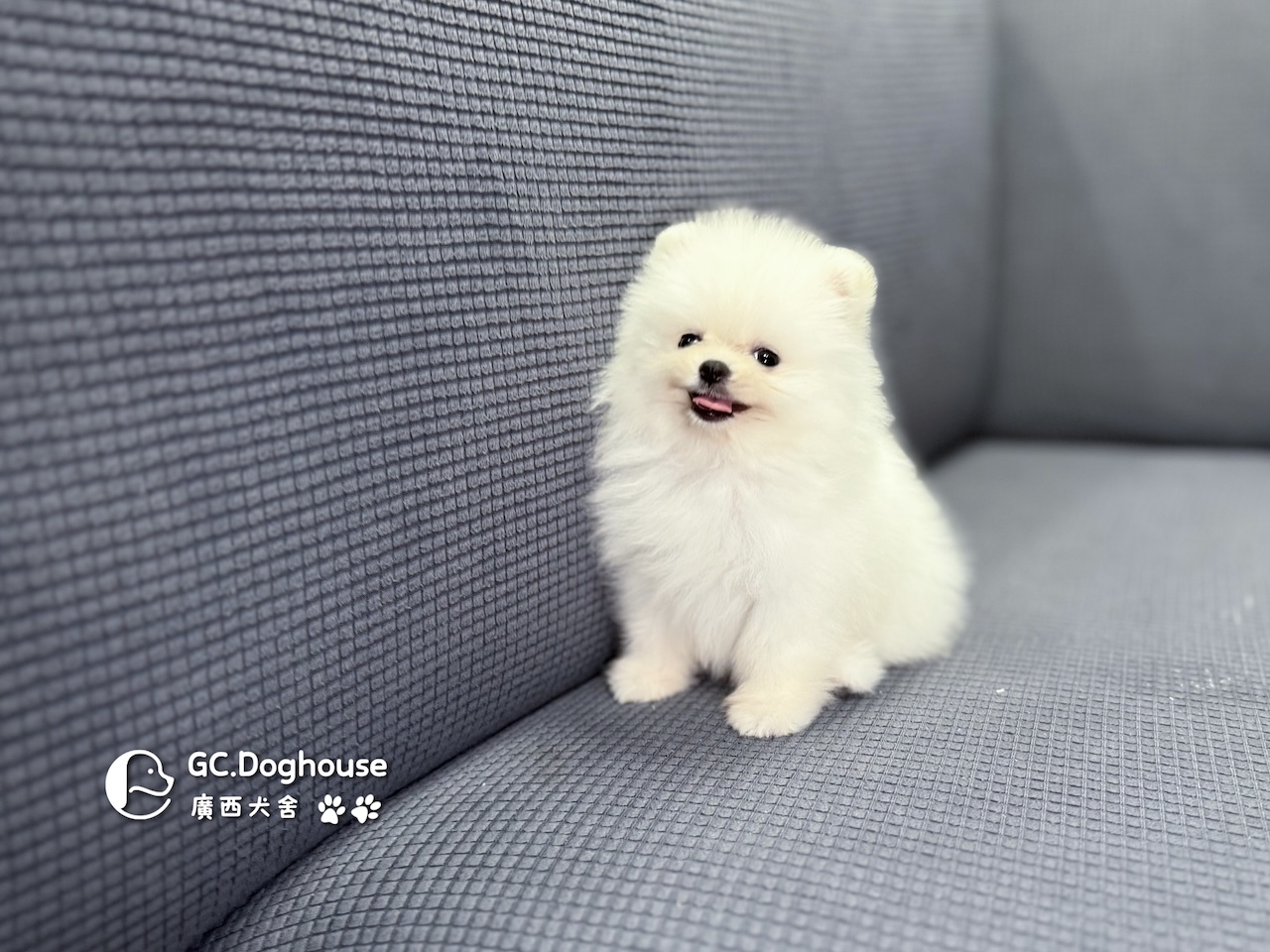 茶杯型白博美-妹妹 (6055):圖片 7