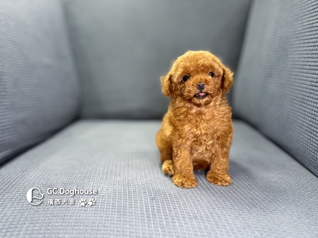 玩具型紅貴賓-弟弟 (6061):圖片 2