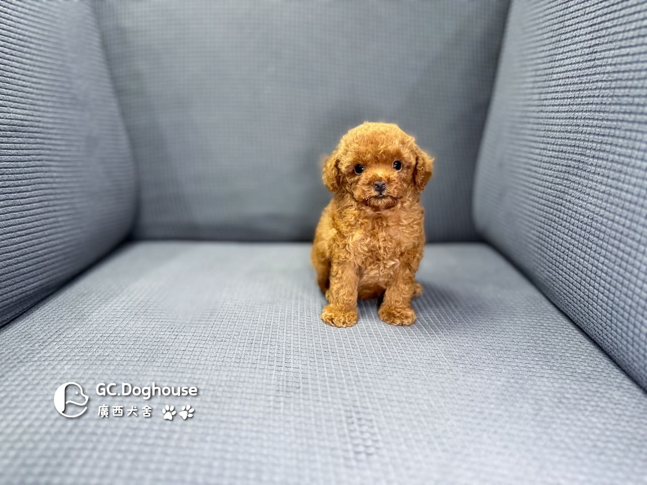 玩具型紅貴賓-弟弟 (6061):圖片 10