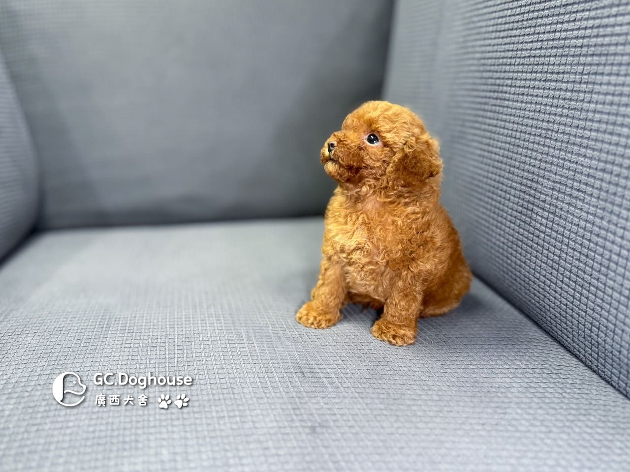 玩具型紅貴賓-弟弟 (6061):圖片 11