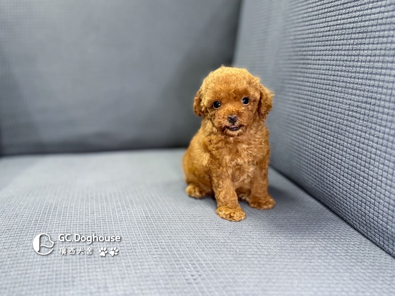 玩具型紅貴賓-弟弟 (6061):圖片 3