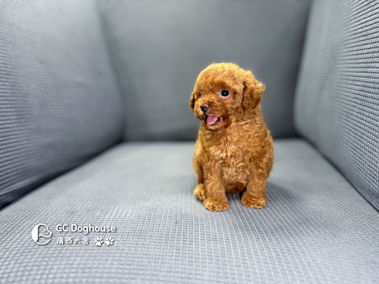 玩具型紅貴賓-弟弟 (6061):圖片 4