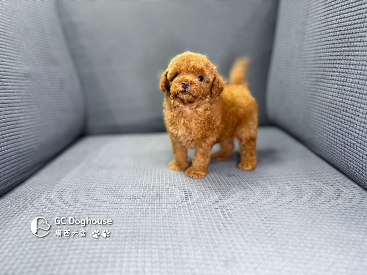 玩具型紅貴賓-弟弟 (6061):圖片 6