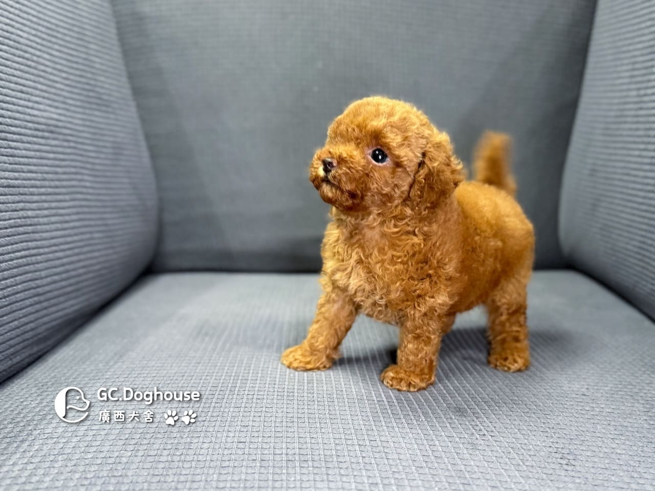 玩具型紅貴賓-弟弟 (6061):圖片 7