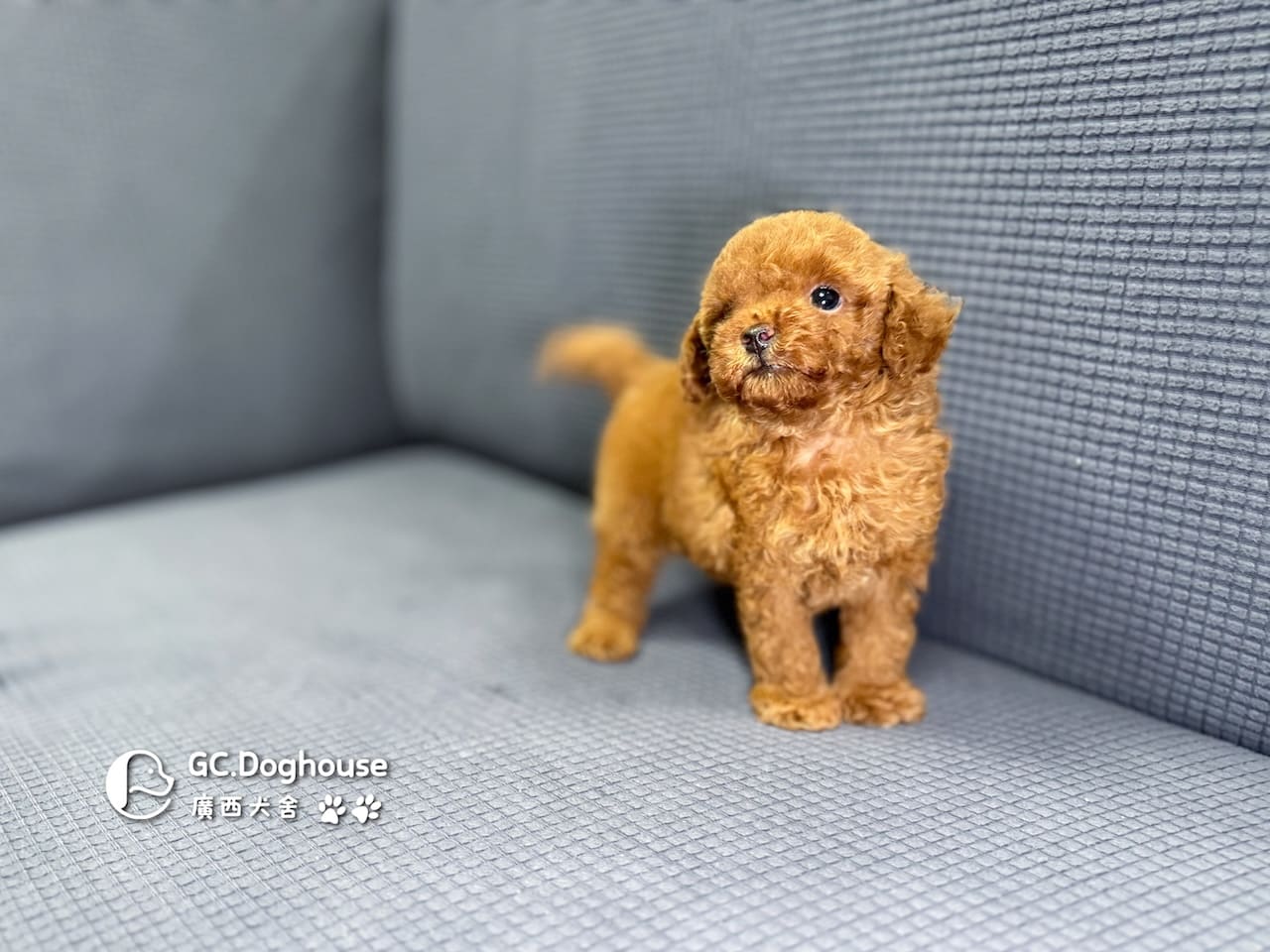 玩具型紅貴賓-弟弟 (6061):圖片 12