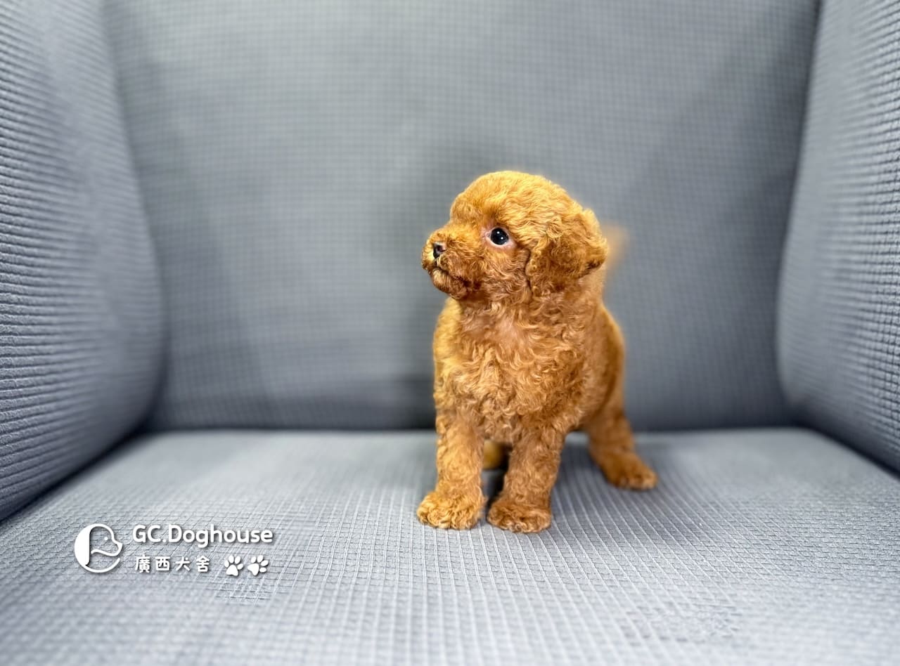 玩具型紅貴賓-弟弟 (6061):圖片 8