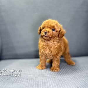 玩具型紅貴賓-弟弟 (6061)