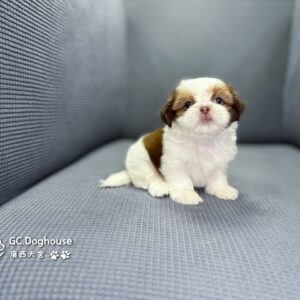 西施犬-弟弟(5738)