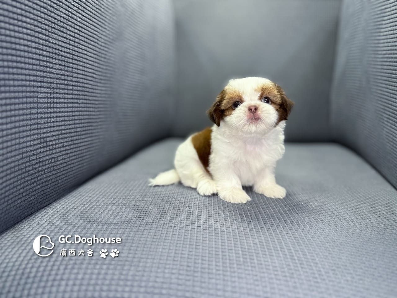 西施犬-弟弟(5738)