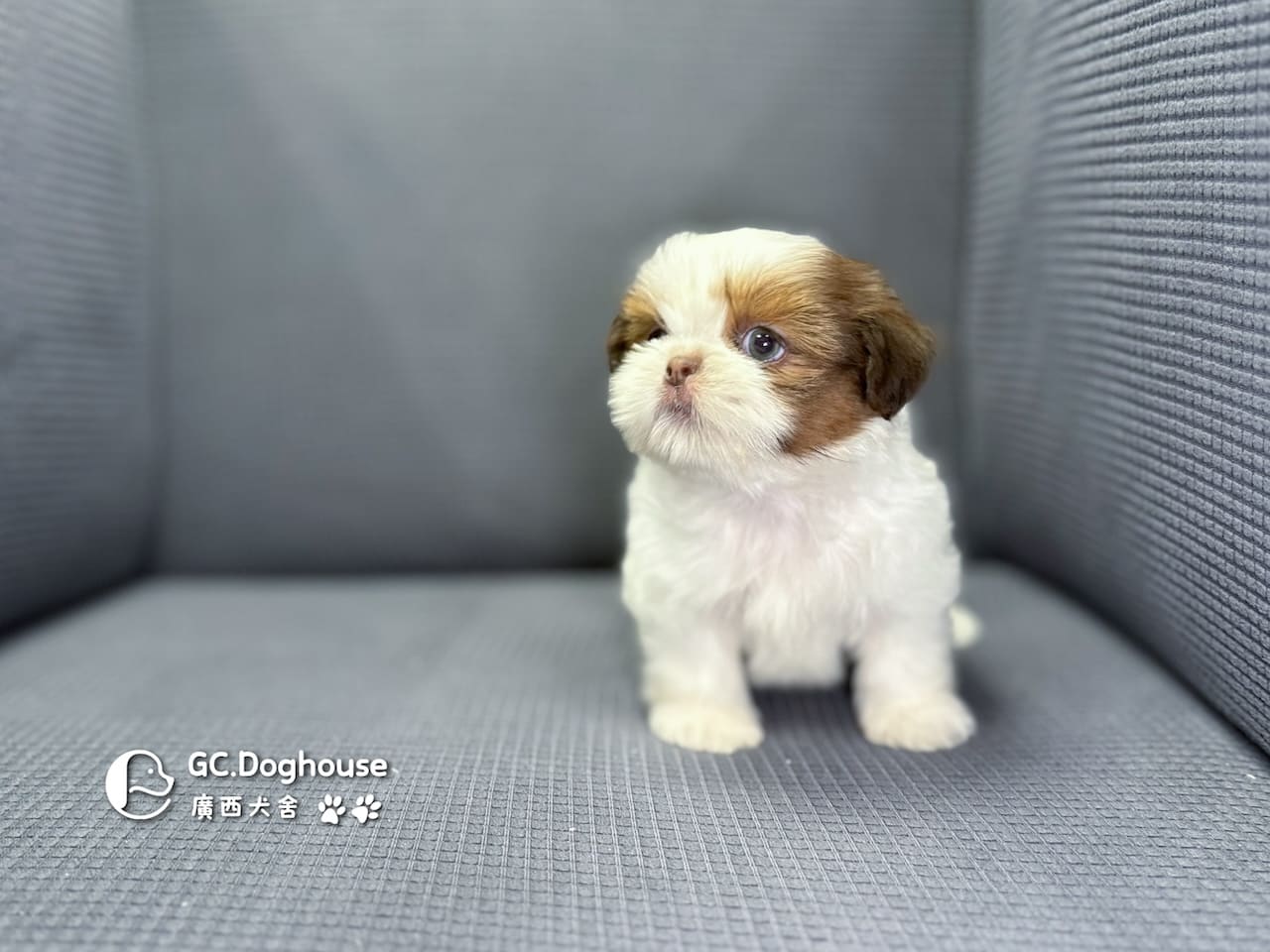 西施犬-弟弟(5738):圖片 9