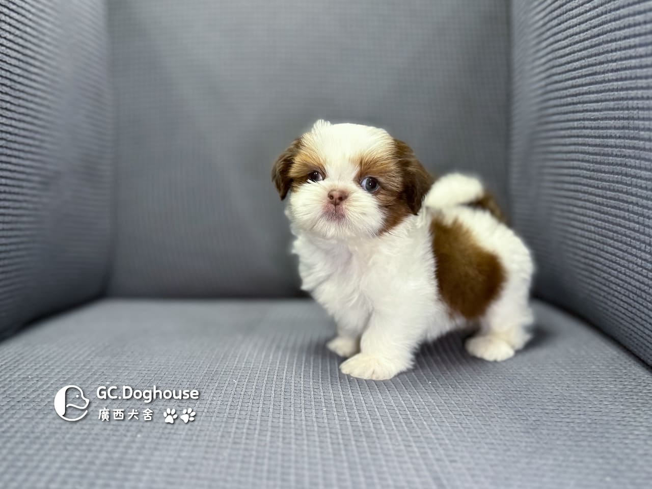 西施犬-弟弟(5738):圖片 8