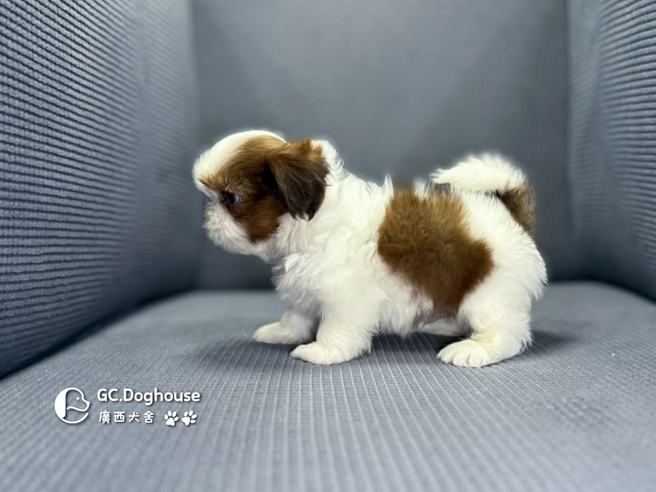 西施犬-弟弟(5738):圖片 6