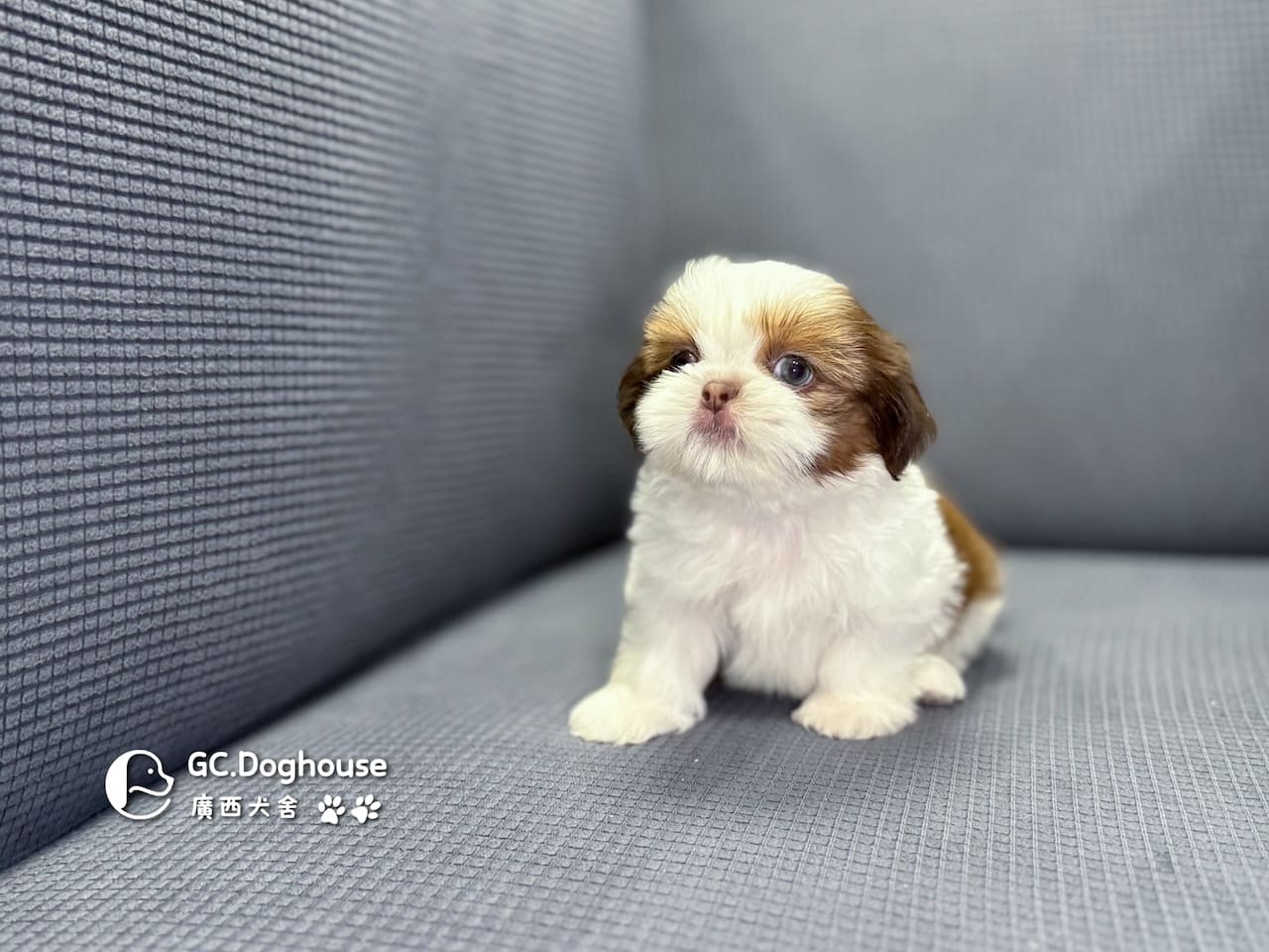 西施犬-弟弟(5738):圖片 5