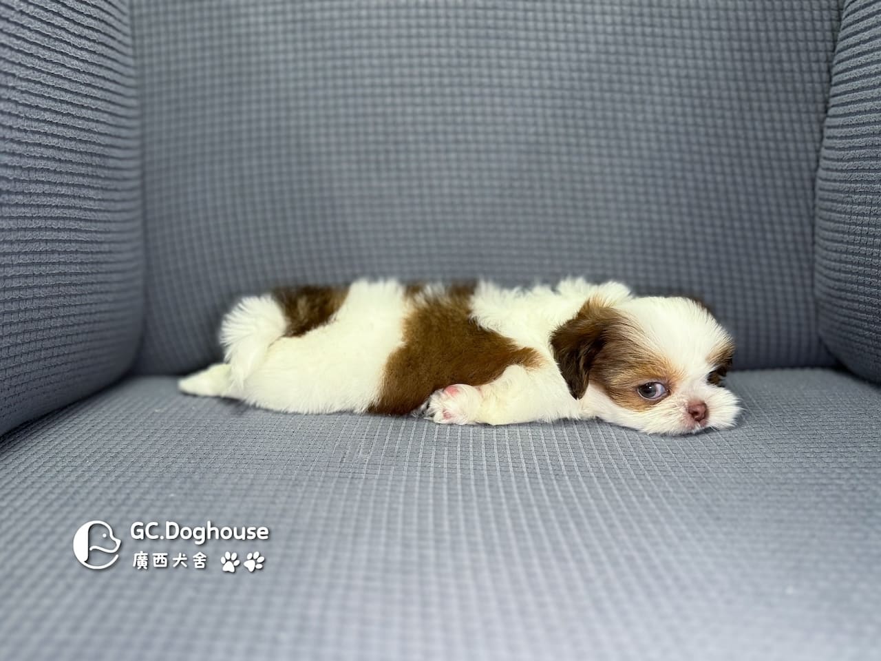 西施犬-弟弟(5738):圖片 3