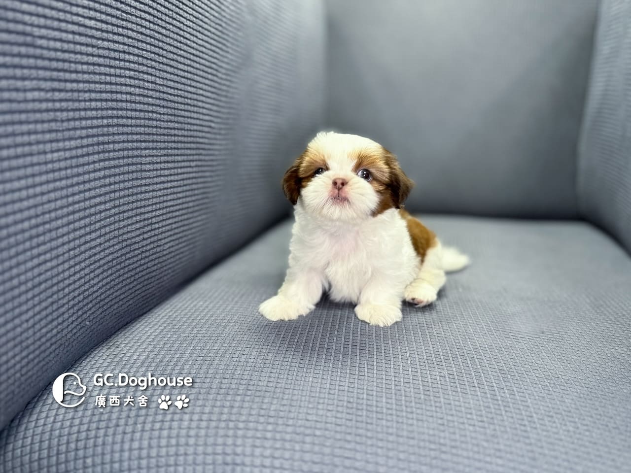 西施犬-弟弟(5738):圖片 16