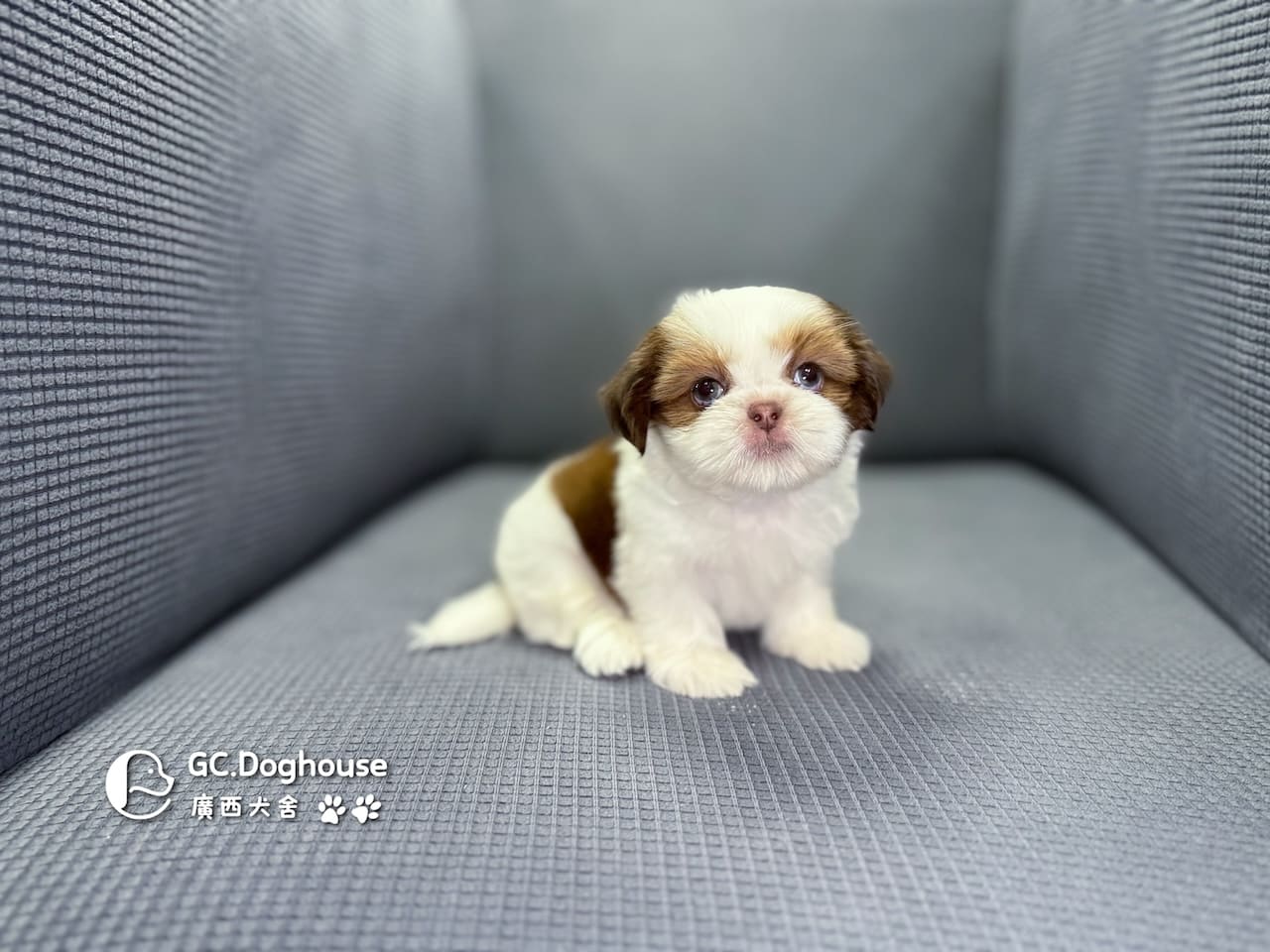 西施犬-弟弟(5738):圖片 15