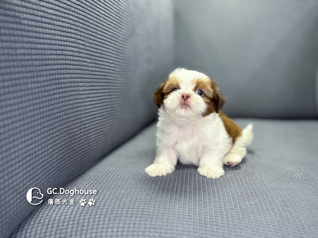 西施犬-弟弟(5738):圖片 14