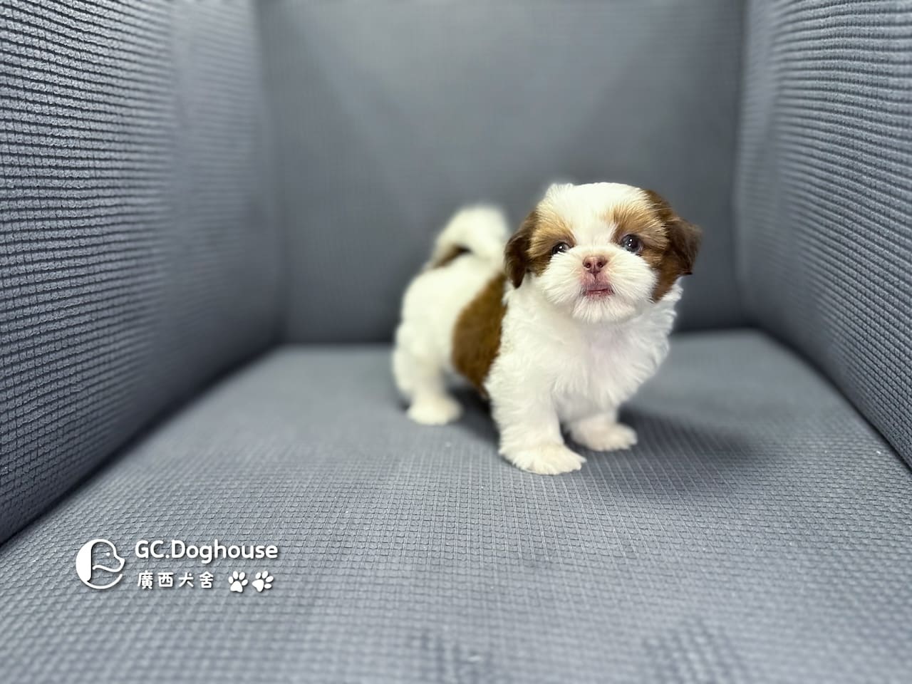 西施犬-弟弟(5738):圖片 13