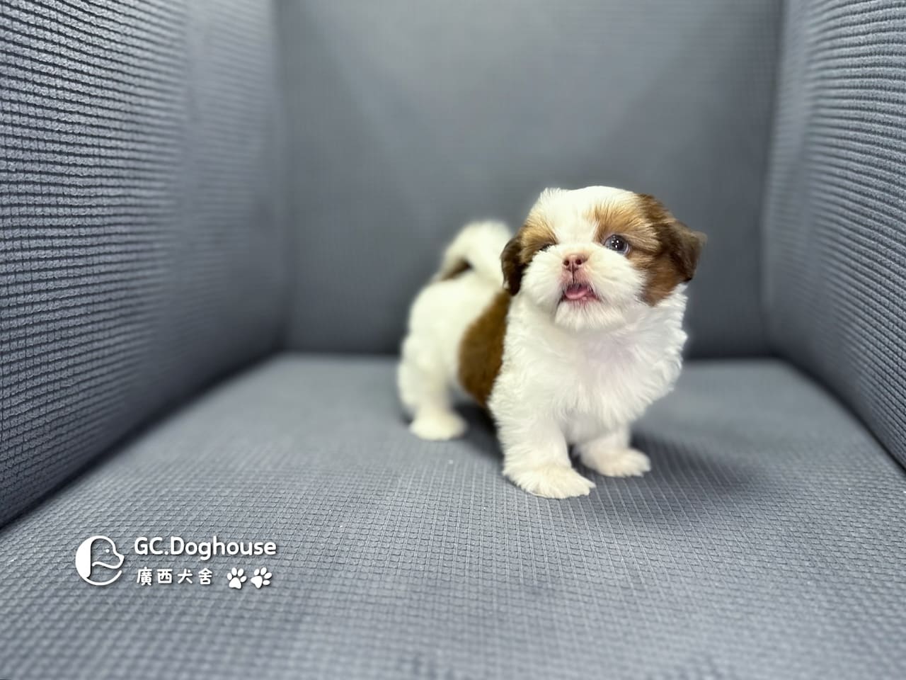 西施犬-弟弟(5738):圖片 12