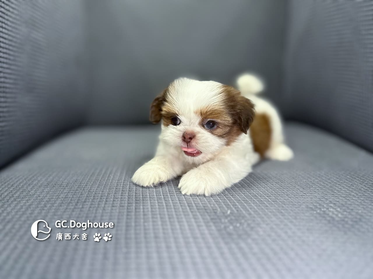 西施犬-弟弟(5738):圖片 11