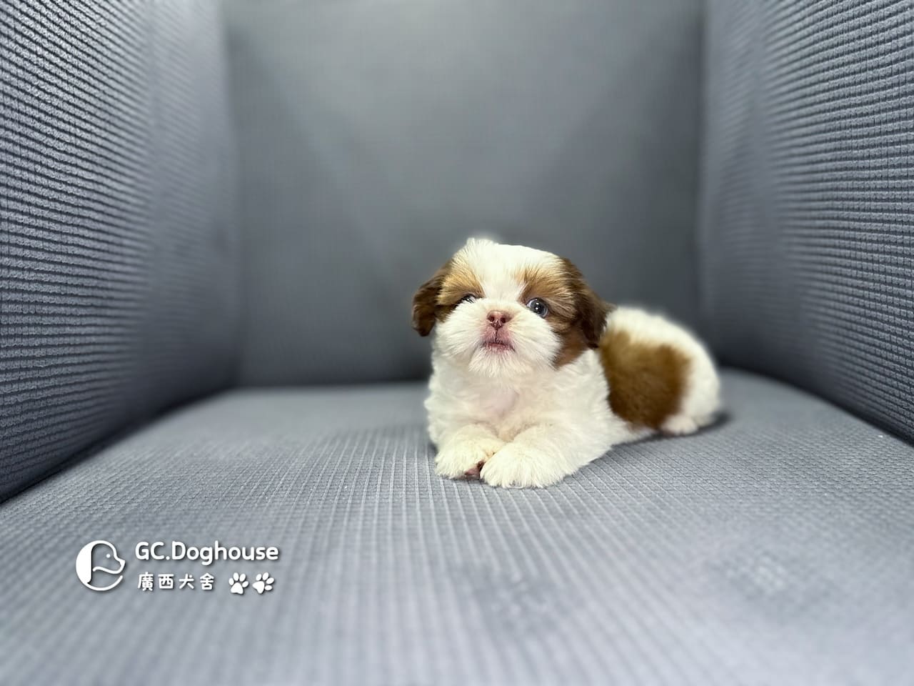 西施犬-弟弟(5738):圖片 10