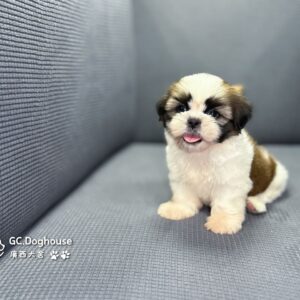 西施犬-弟弟(5739)