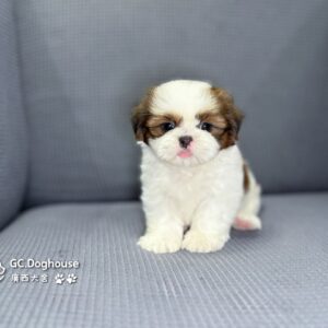 西施犬-妹妹(5746)