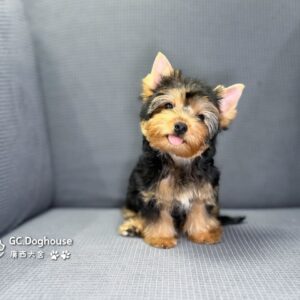 迷你型約克夏-弟弟 (6053)