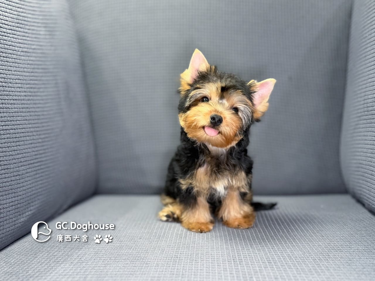 迷你型約克夏-弟弟 (6053)