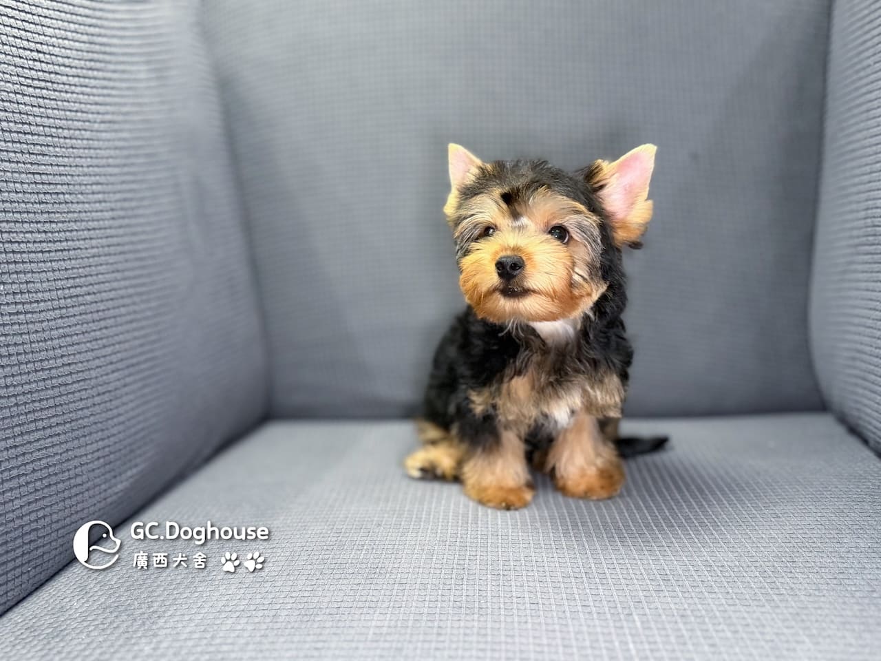 迷你型約克夏-弟弟 (6053):圖片 8